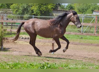 PRE, Hengst, 2 Jahre, 160 cm, Schimmel