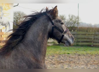 PRE, Hengst, 2 Jahre, 160 cm, Schimmel