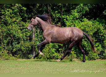 PRE, Hengst, 2 Jahre, 160 cm, Schimmel