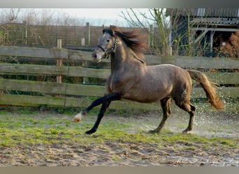 PRE, Hengst, 2 Jahre, 160 cm, Schimmel