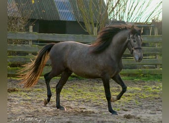 PRE, Hengst, 2 Jahre, 160 cm, Schimmel