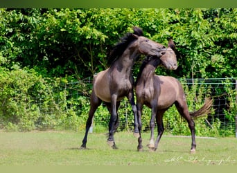 PRE, Hengst, 2 Jahre, 160 cm, Schimmel