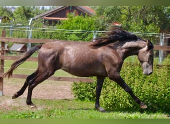 PRE, Hengst, 2 Jahre, 160 cm, Schimmel