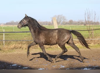 PRE, Hengst, 2 Jahre, 160 cm, Schimmel