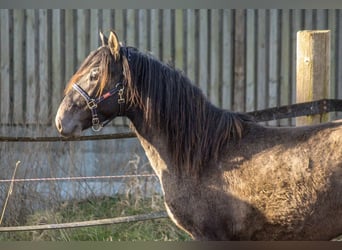 PRE Mix, Hengst, 2 Jahre, 160 cm, Schimmel