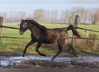 PRE, Hengst, 2 Jahre, 160 cm, Schimmel