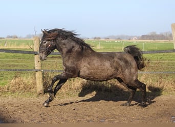 PRE Mix, Hengst, 2 Jahre, 160 cm, Schimmel