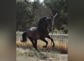 PRE, Hengst, 2 Jahre, 161 cm, Apfelschimmel