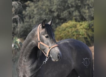 PRE, Hengst, 2 Jahre, 161 cm, Apfelschimmel