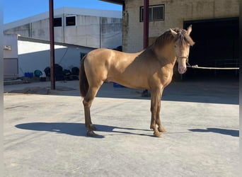 PRE Mix, Hengst, 2 Jahre, 161 cm, Champagne