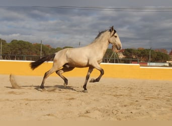 PRE Mix, Hengst, 2 Jahre, 161 cm, Falbe