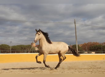 PRE Mix, Hengst, 2 Jahre, 161 cm, Falbe