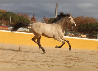 PRE Mix, Hengst, 2 Jahre, 161 cm, Falbe