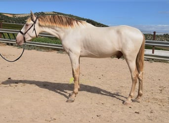 PRE, Hengst, 2 Jahre, 161 cm, Pearl