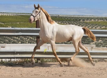 PRE, Hengst, 2 Jahre, 161 cm, Pearl
