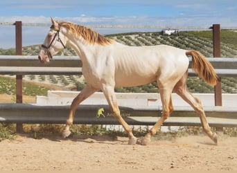 PRE, Hengst, 2 Jahre, 161 cm, Pearl