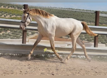 PRE, Hengst, 2 Jahre, 161 cm, Pearl