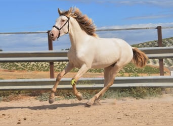 PRE, Hengst, 2 Jahre, 161 cm, Pearl
