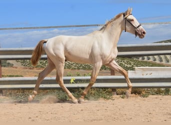 PRE, Hengst, 2 Jahre, 161 cm, Pearl