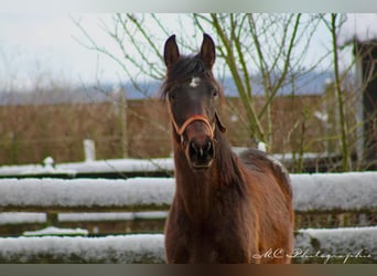 PRE Mix, Hengst, 2 Jahre, 162 cm, Brauner