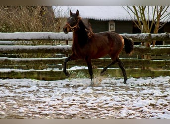 PRE Mix, Hengst, 2 Jahre, 162 cm, Brauner