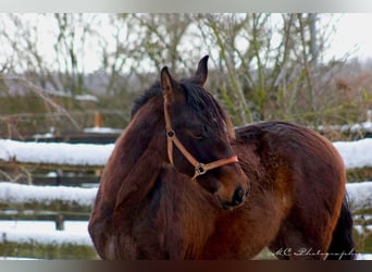 PRE Mix, Hengst, 2 Jahre, 162 cm, Brauner