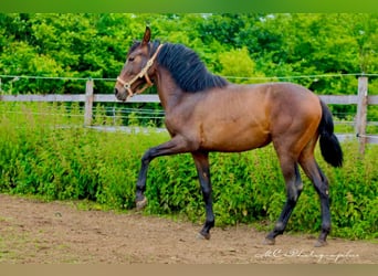 PRE Mix, Hengst, 2 Jahre, 162 cm, Brauner