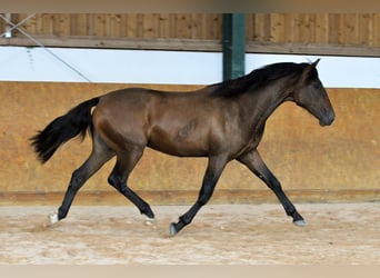 PRE, Hengst, 2 Jahre, 162 cm, Brauner