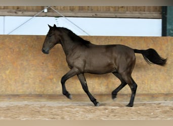 PRE, Hengst, 2 Jahre, 162 cm, Brauner