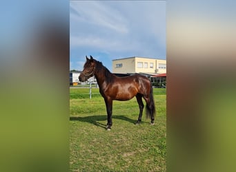 PRE Mix, Hengst, 2 Jahre, 162 cm, Brauner