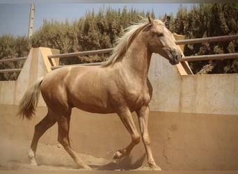 PRE Mix, Hengst, 2 Jahre, 162 cm, Palomino