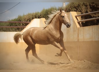 PRE Mix, Hengst, 2 Jahre, 162 cm, Palomino