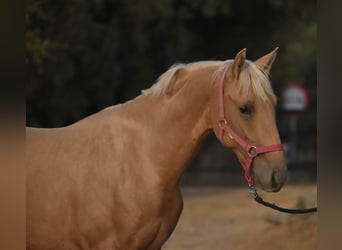 PRE, Hengst, 2 Jahre, 162 cm, Palomino