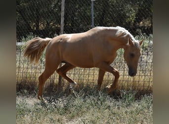 PRE, Hengst, 2 Jahre, 162 cm, Palomino