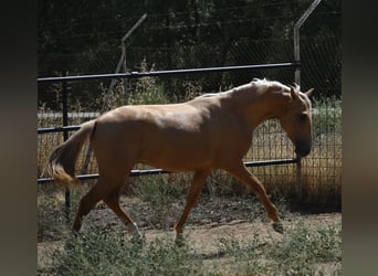 PRE, Hengst, 2 Jahre, 162 cm, Palomino