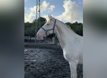 PRE Mix, Hengst, 2 Jahre, 162 cm, Perlino