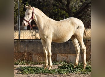 PRE, Hengst, 2 Jahre, 162 cm, Perlino