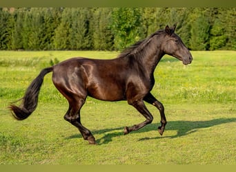 PRE Mix, Hengst, 2 Jahre, 162 cm, Rappe