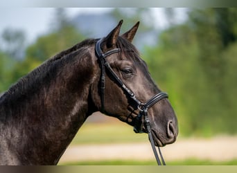 PRE Mix, Hengst, 2 Jahre, 162 cm, Rappe