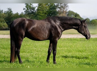 PRE Mix, Hengst, 2 Jahre, 162 cm, Rappe