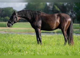 PRE Mix, Hengst, 2 Jahre, 162 cm, Rappe
