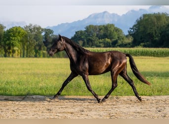 PRE Mix, Hengst, 2 Jahre, 162 cm, Rappe