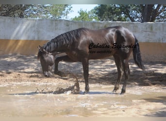 PRE Mix, Hengst, 2 Jahre, 162 cm, Rappe