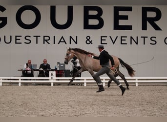 PRE Mix, Hengst, 2 Jahre, 162 cm, Schimmel