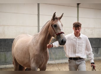 PRE Mix, Hengst, 2 Jahre, 162 cm, Schimmel