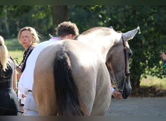 PRE Mix, Hengst, 2 Jahre, 162 cm, Schimmel