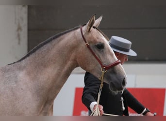 PRE Mix, Hengst, 2 Jahre, 162 cm, Schimmel
