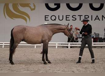 PRE Mix, Hengst, 2 Jahre, 162 cm, Schimmel