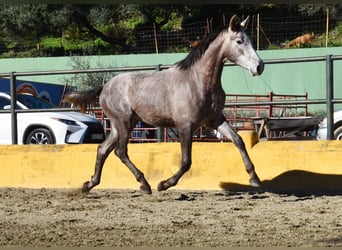 PRE Mix, Hengst, 2 Jahre, 162 cm, Schimmel