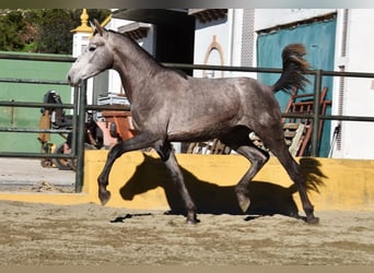 PRE Mix, Hengst, 2 Jahre, 162 cm, Schimmel